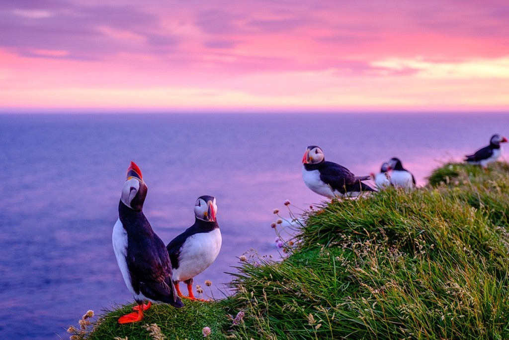 冰岛客场小胜立陶宛,一步之遥晋级 冰岛客场小胜立陶宛,一步之遥晋级